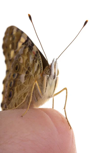 Бабочка сидит в руке — стоковое фото