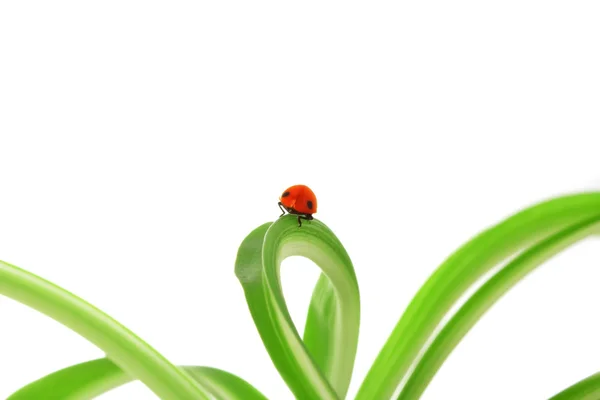 Ladybird yeşil sürgünler üzerinde — Stok fotoğraf