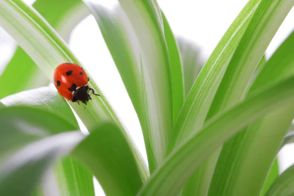 Ladybird yeşil sürgünler üzerinde — Stok fotoğraf