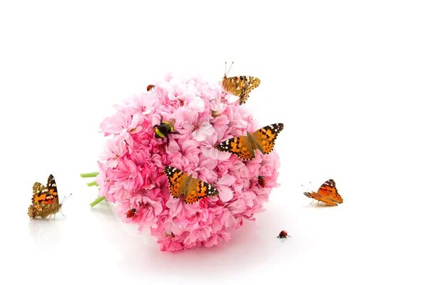 Бабочка, божьи коровки и шмель на розовых цветах — стоковое фото