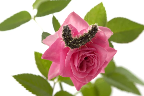 Caterpillar ül egy virág — Stock Fotó