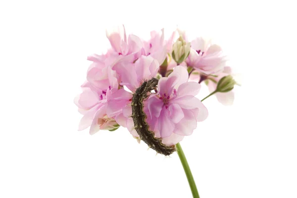 Bir çiçek üzerinde oturan tırtıl — Stok fotoğraf