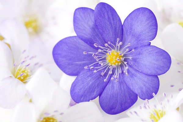 보라색 꽃의 개요 스톡 이미지