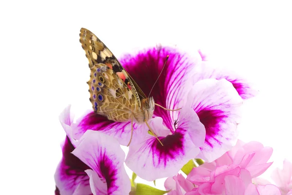 Schmetterling sitzt auf Blumen Stockbild