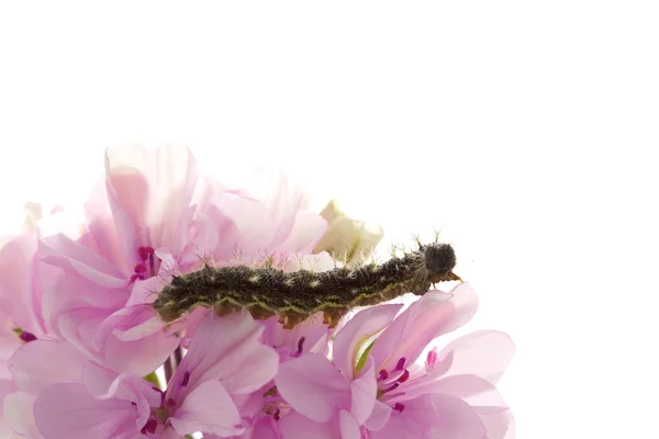 Caterpillar zittend op een bloem Rechtenvrije Stockfoto's