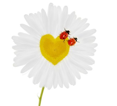 Two ladybirds on chamomile in the form of heart clipart