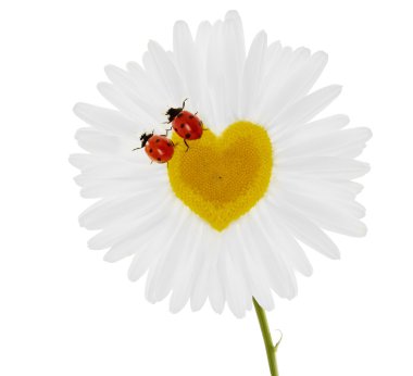 Two ladybirds on chamomile in the form of heart clipart