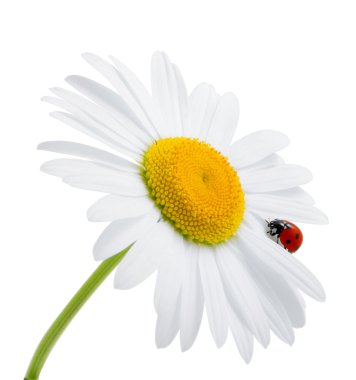 Ladybug is sitting on camomile against sky clipart