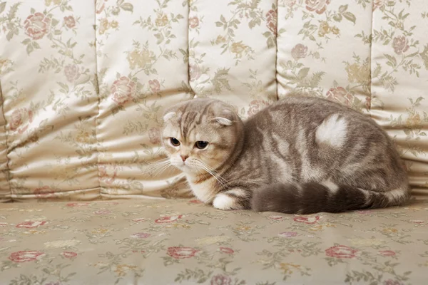 Кот на золотом диване — стоковое фото