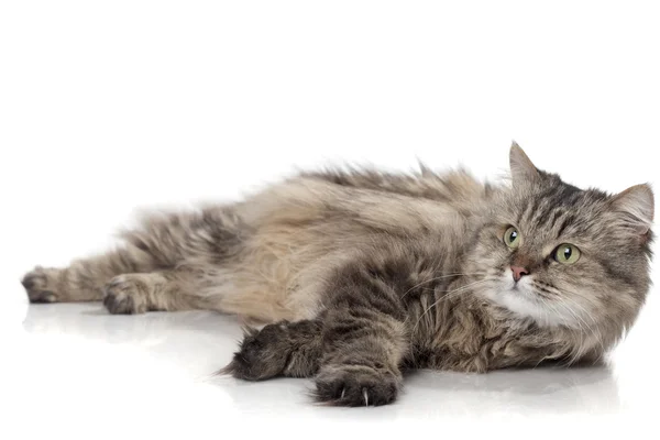 Güzel komik kedi — Stok fotoğraf