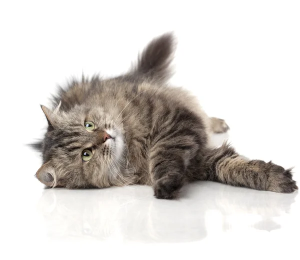 Vacker funny katt — Stockfoto