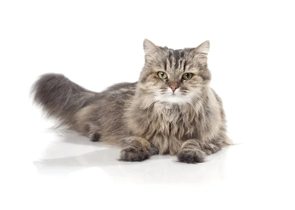아름 다운 웃 긴 고양이 — Stock Fotó