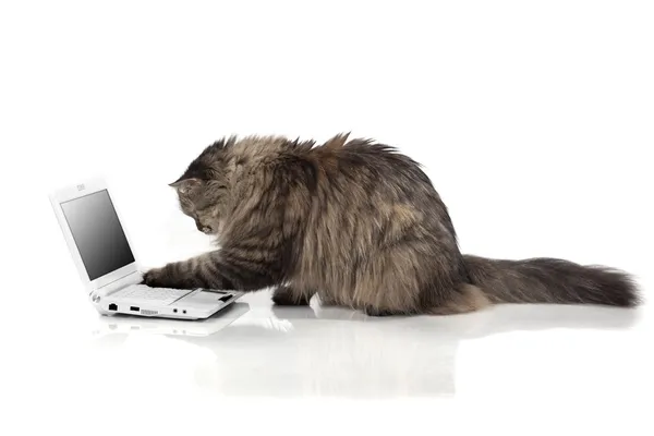 适合笔记本电脑的猫 — 图库照片