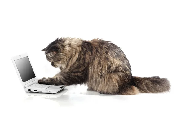 Cat who works for laptop — Stock Photo, Image