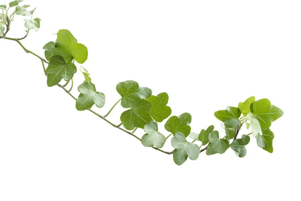 Branch ivy on a white background — Stock Photo, Image
