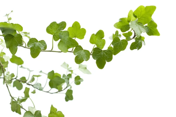 Branch ivy on a white background — Stock Photo, Image