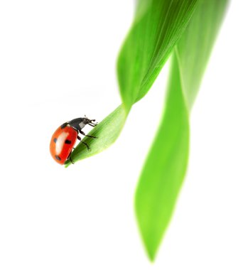 Ladybug, which sits on a green leaf clipart