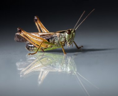 Grasshopper closeup on dark background clipart