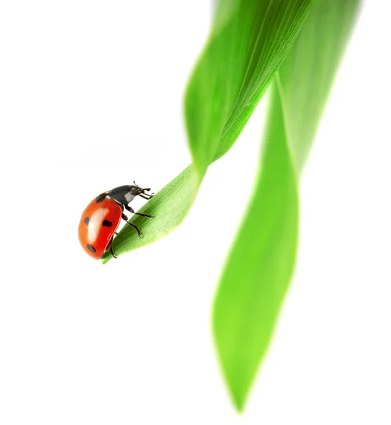Lieveheersbeestje, die op een groen blad zit — Stockfoto