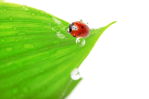 Bir yaprak ile oturan uğur böceği su damlaları — Stok fotoğraf