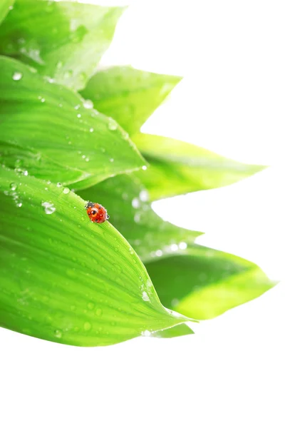 Nyckelpiga sitter på ett blad med droppar av vatten — Stockfoto