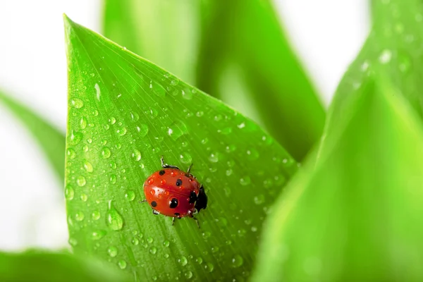 Ladybird sitting on a leaf with drops of water — Stock Photo, Image
