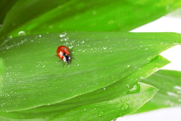 Lieveheersbeestje zittend op een blad met druppels water — Stockfoto