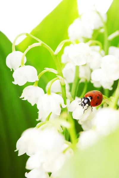 무당벌레은 방울 꽃에 앉아 — 스톡 사진