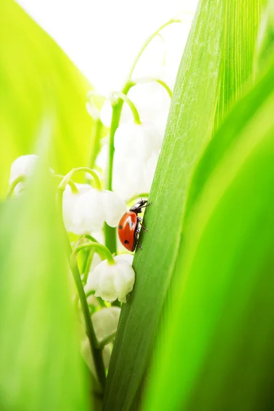 Lily vadi üzerinde oturan uğur böceği — Stok fotoğraf
