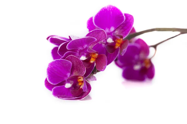 Luxurious orchids — Stock Photo, Image