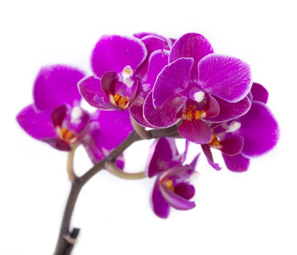 Розкішний орхідей — стокове фото