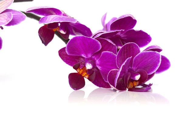Lüks orkide — Stok fotoğraf