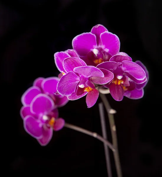 Luxurious orchids — Stock Photo, Image