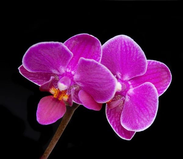 Luxusní orchideje — Stock fotografie