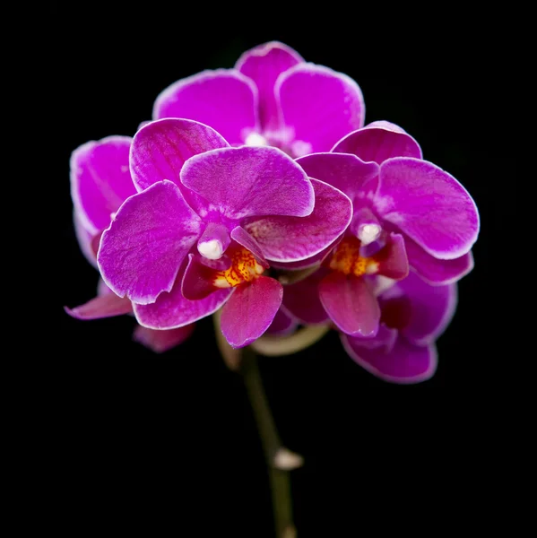 Orquídeas de lujo —  Fotos de Stock