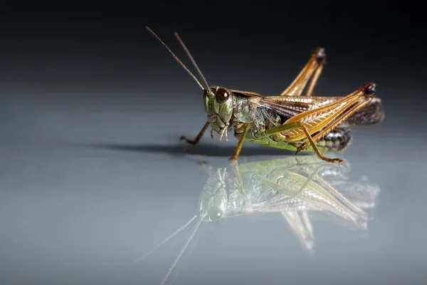 Grasshopper primer plano sobre fondo oscuro —  Fotos de Stock