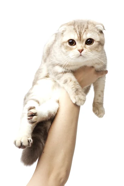 Gato nas mãos de um fundo branco — Fotografia de Stock