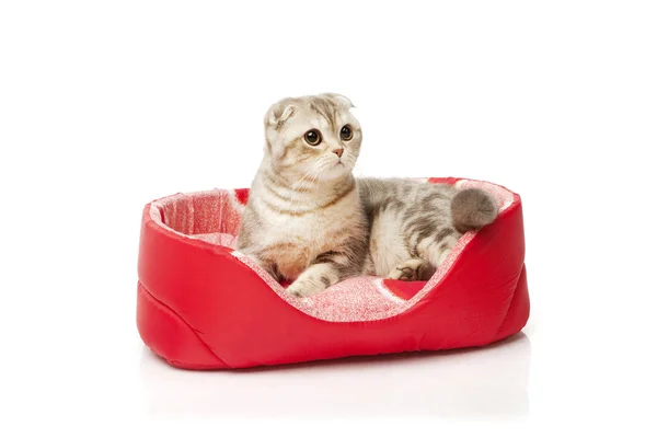 Cat sitting in the cat mat on white background — Stock Photo, Image
