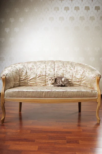 Gato sentado en un hermoso sofá vintage —  Fotos de Stock