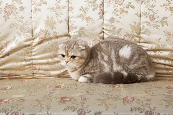 Кот сидит на красивом винтажном диване — стоковое фото