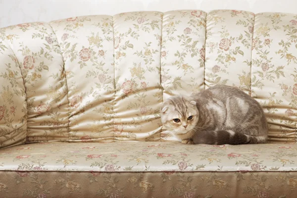 Katze sitzt auf einer schönen Vintage-Couch — Stockfoto