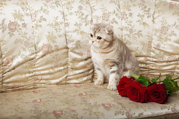 Gatto seduto su un bellissimo divano vintage — Foto Stock
