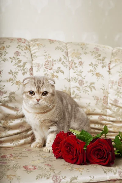 Кот сидит на красивом винтажном диване — стоковое фото