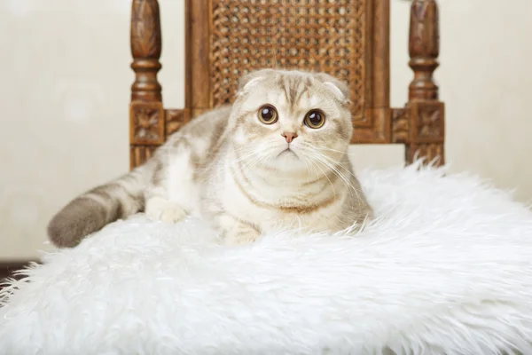 Güzel bir vintage sandalyede oturan kedi — Stok fotoğraf