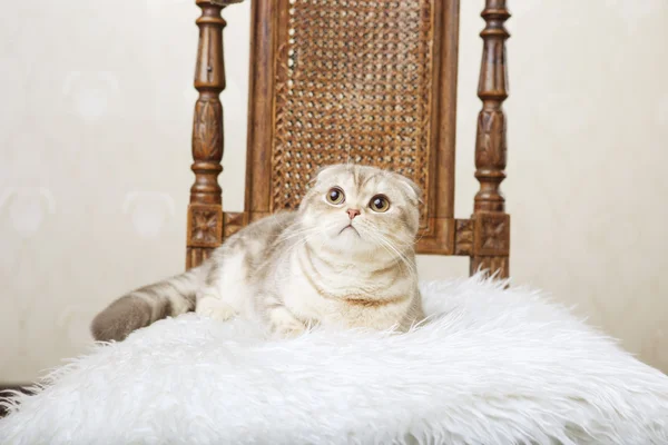 Kat, zittend op een mooie vintage stoel — Stockfoto