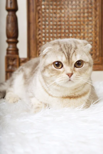 아름 다운 빈티지의 자에 앉아 고양이 — 스톡 사진