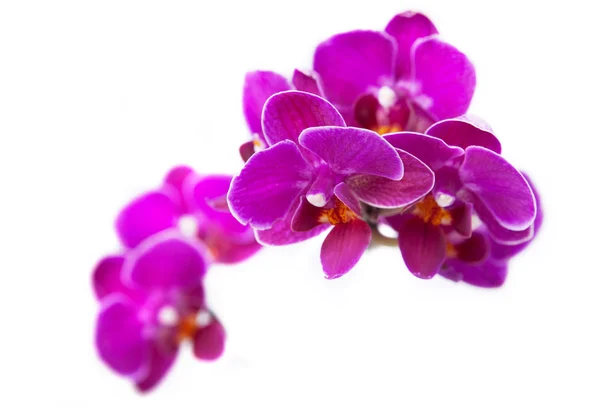 Orquídeas de luxo Imagens Royalty-Free