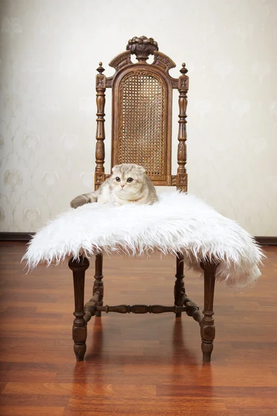 Kočka sedí na židli krásné vintage Royalty Free Stock Obrázky
