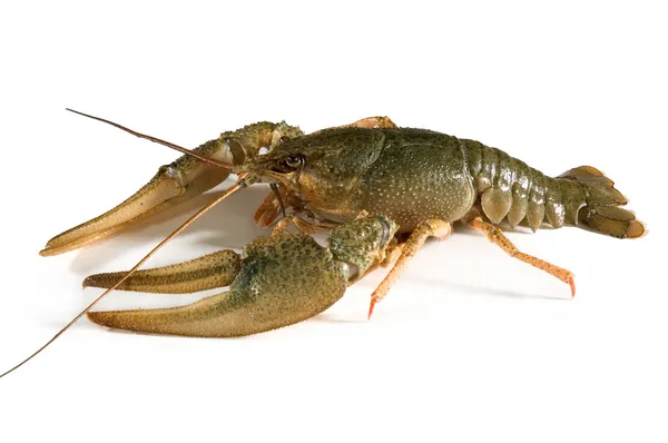 Crayfish on white — Stock Photo, Image