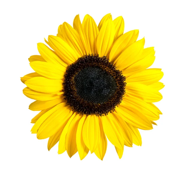 Piękny świeży żółty kwiat słonecznika na białym tle — Zdjęcie stockowe